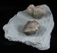 Platystrophia Brachiopods From Kentucky #1846-1